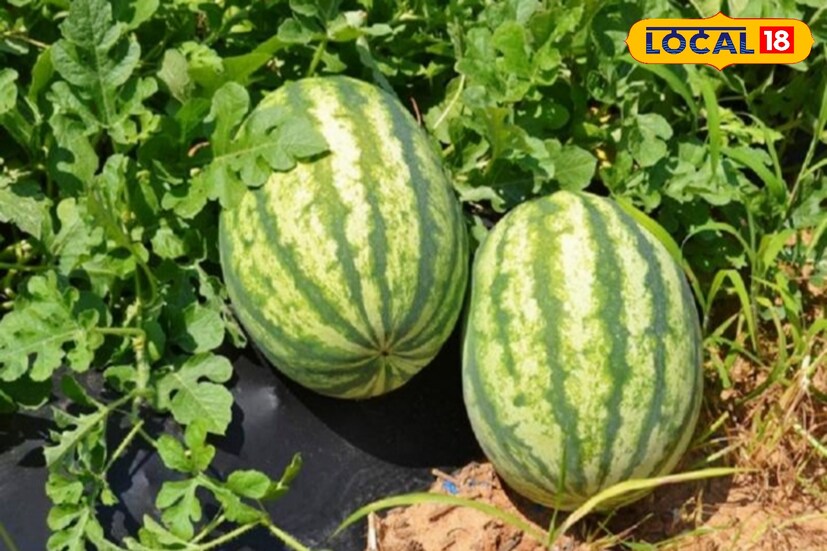হলুদ তরমুজ দেখতে অনেকটা সাধারণ লাল তরমুজের মত হলেও এর ভেতরের অংশটি উজ্জ্বল হলুদ রঙের, যা একে আলাদা করে তোলে। স্বাদের দিক থেকেও এটি বেশ অনন্য, লাল তরমুজের তুলনায় অনেক বেশি মিষ্টি এবং এতে একধরনের মধুর মত সুগন্ধ পাওয়া যায়। এই ফল শুধু স্বাদেই নয়, পুষ্টিগুণেও সমৃদ্ধ। এতে প্রচুর পরিমাণে ভিটামিন এ, ভিটামিন সি এবং বিটা-ক্যারোটিন রয়েছে, যা শরীরের রোগ প্রতিরোধ ক্ষমতা বাড়াতে সহায়তা করে এবং ত্বকের স্বাস্থ্য ভালো রাখতে গুরুত্বপূর্ণ ভূমিকা পালন করে। (ছবি ও তথ্য: শান্তনু দাস)