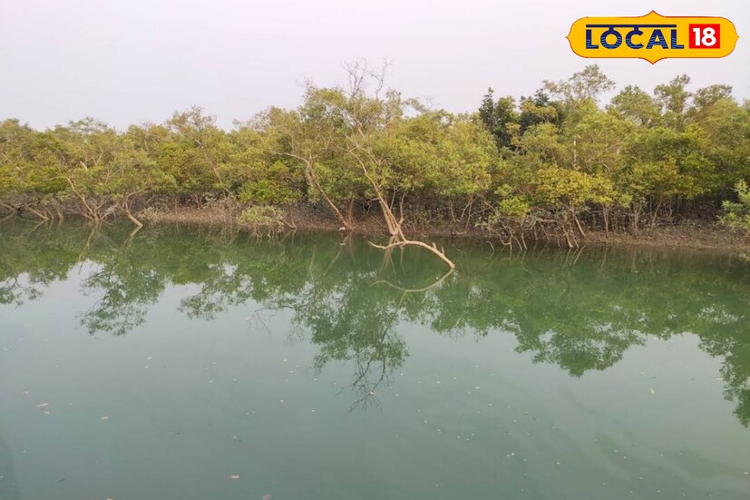 পাথরপ্রতিমা, দক্ষিণ ২৪ পরগনা, নবাব মল্লিক: সাধারণত পর্যটকরা সুন্দরবনে এসে কলস, বণি, সজনেখালি ঘুরতে যান। কিন্তু তার বাইরেও প্রকৃতিকে জানতে ঘুরতে পারেন সুন্দরবনের চুলকাঠি, ধুলাভাসানি, ধনচি এলাকায়। কিছুদিন পর এখানে যেতে পারবেন না আপনি, সেজন্য তাড়াতাড়ি ঘুরে আসুন অফবীট সুন্দরবন থেকে। পাথরপ্রতিমা, দক্ষিণ ২৪ পরগনা, নবাব মল্লিক: সাধারণত পর্যটকরা সুন্দরবনে এসে কলস, বণি, সজনেখালি ঘুরতে যান। কিন্তু তার বাইরেও প্রকৃতিকে জানতে ঘুরতে পারেন সুন্দরবনের চুলকাঠি, ধুলাভাসানি, ধনচি এলাকায়। কিছুদিন পর এখানে যেতে পারবেন না আপনি, সেজন্য তাড়াতাড়ি ঘুরে আসুন অফবীট সুন্দরবন থেকে।