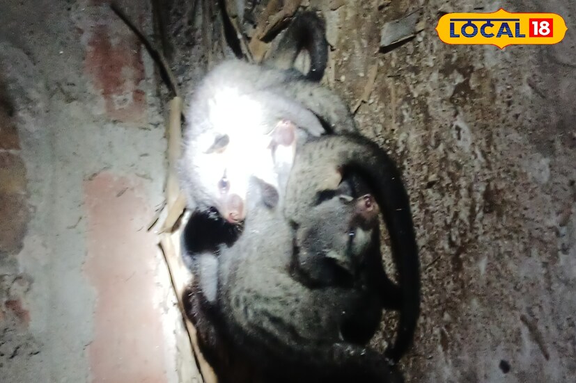 Wild Life Saving: আচমকা বাড়িতে বন্যপ্রাণী ঢুকে পড়েছে? কিংবা বাসা বেঁধেছে কোনও জঙ্গুলে জীব? ভয় না পেয়ে কী করবেন? পড়ুন