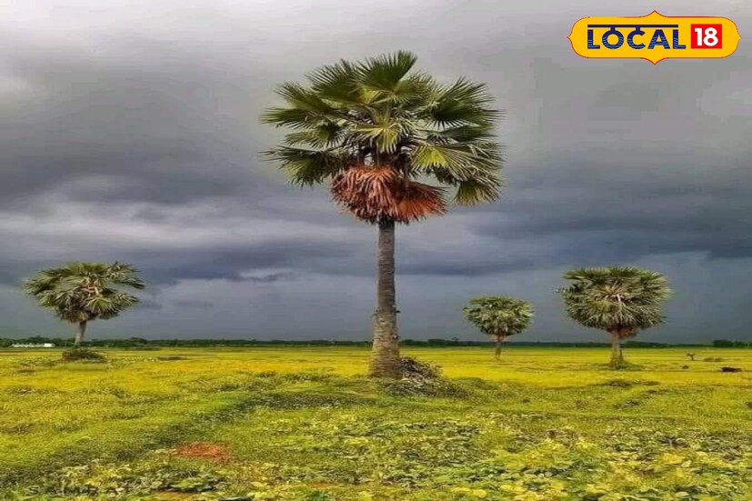 *তবে বিকেলের পর দক্ষিণবঙ্গের জেলায় জেলায় বজ্রবিদ্যুৎ-সহ ঝড়বৃষ্টির সম্ভাবনা রয়েছে শনি ও রবিবার। ১৬ মে শনিবার বীরভূম, মুর্শিদাবাদ, পূর্ব ও পশ্চিম বর্ধমান, ঝাড়গ্রাম, পূর্ব মেদিনীপুর এবং পুরুলিয়া জেলায় বজ্রবিদ্যুৎ সহ ঝড় বৃষ্টির প্রবল সম্ভাবনা বেশি।