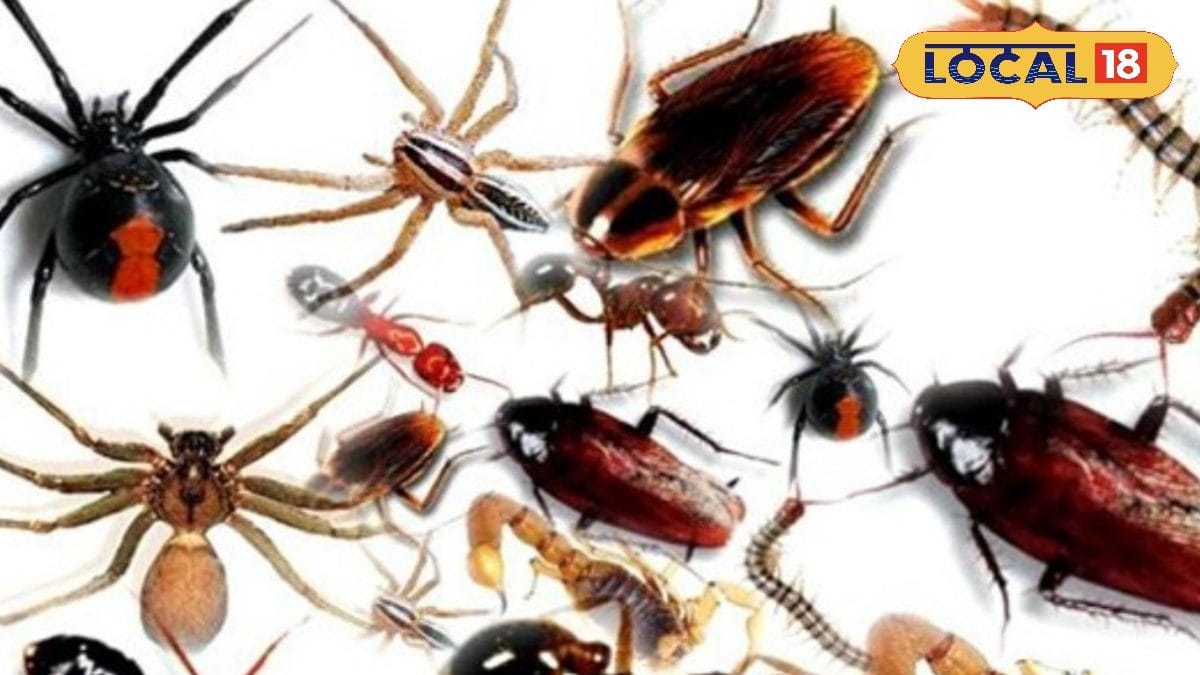 Mosquito and Insect Repellent: মশার কামড়ে নাজেহাল, পোকামাকড়ে গিজগিজ করছে ঘর, লাগবে না ব্লিচিং-ফিনাইল, ঘরে লাগান এই গাছগুলি Mosquito and Insect Repellent: মশার কামড়ে নাজেহাল, পোকামাকড়ে গিজগিজ করছে ঘর, লাগবে না ব্লিচিং-ফিনাইল, ঘরে লাগান এই গাছগুলি