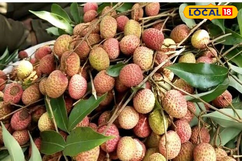 বারুইপুরের শিখরবালি ১, শিখরবালি ২, কল্যাণপুর, শঙ্করপুর ১. শঙ্করপুর ২. ধপধপি ১, ধপধপি ২. বেলেগাছি, মদারাট, হাড়দহ, বৃন্দাখালি পঞ্চায়েত এলাকায় লিচুর রমরমা চাষ হয়। প্রতি বছরেই এপ্রিল-মে মাসে বারুইপুরের কাছারি বাজার চত্বর ছেয়ে থাকে লিচুতে।
