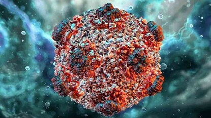 Deadly Hantavirus Cruise Ship Outbreak Deadly Hantavirus Cruise Ship Outbreak
