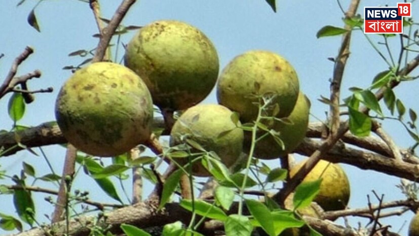 *তীব্র দাবদাহে যখন হাঁসফাঁস অবস্থা হয় সাধারণ মানুষের, তখন গোটা জঙ্গলমহল জুড়ে, ঠিক সেই সময় প্রকৃতির উপহার হয়ে ওঠে বেল। গরমের মরশুম এলেই জঙ্গলমহলের বিস্তীর্ণ এলাকায় পেকে ওঠে এই ফল। খাতড়া, রানিবাঁধ, রাইপুর থেকে শুরু করে বিস্তীর্ণ বনাঞ্চল ঘেরা গ্রামগুলিতে রয়েছে প্রচুর বেলগাছ। সংগৃহীত ছবি। 