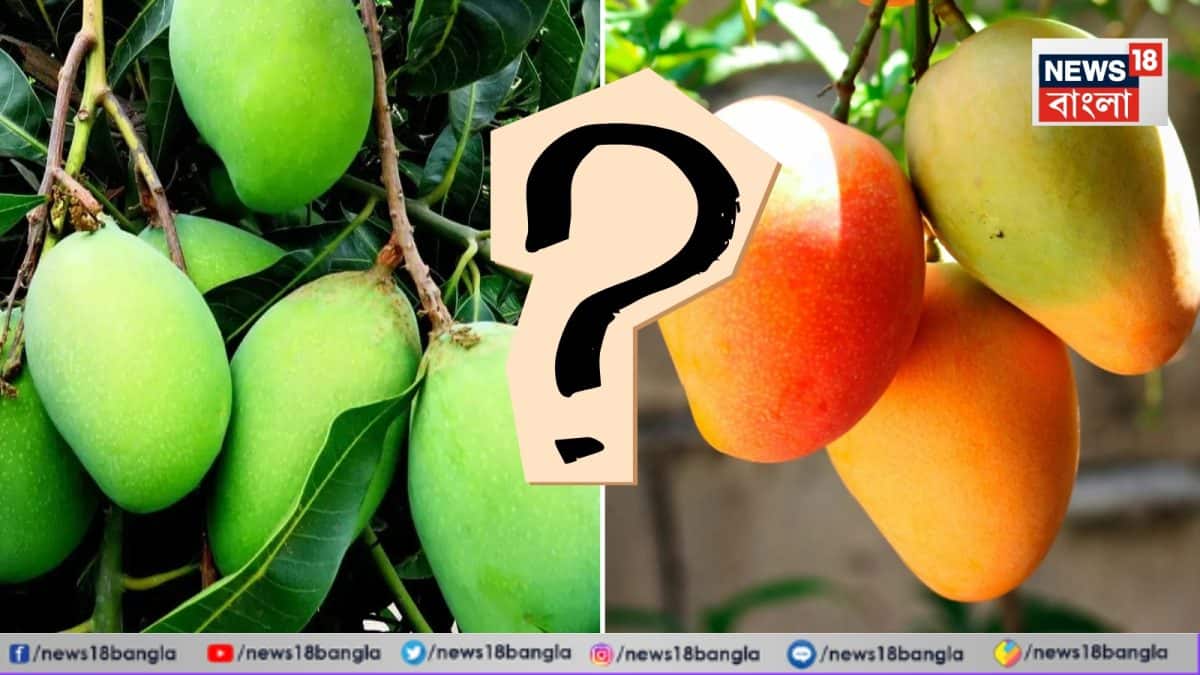 Healthy Lifestyle: আমের ডাল থেকে আমের টক! গরমে দেদার কাঁচা আম খাচ্ছে? শরীরে এতে কী হচ্ছে জানুন