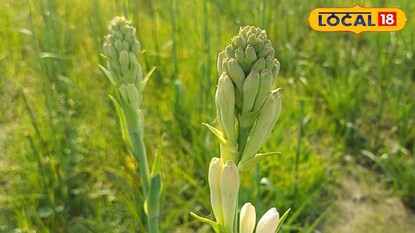 রজনীগন্ধা চাষ করে ভাল লাভ করতে পারেন কৃষকরা রজনীগন্ধা চাষ করে ভাল লাভ করতে পারেন কৃষকরা