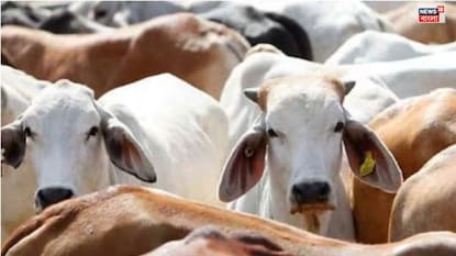 পশু হত্যা নিয়ন্ত্রণে কড়া রাজ্য! পশু হত্যা নিয়ন্ত্রণে কড়া রাজ্য!