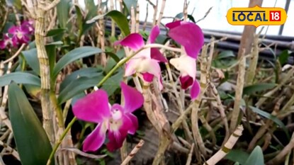 এই বাহারি ফুল চাষ করে ভাল লাভ করতে পারেন কৃষকরা
