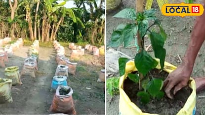 বস্তায় আদা ও রসুন চাষ বস্তায় আদা ও রসুন চাষ