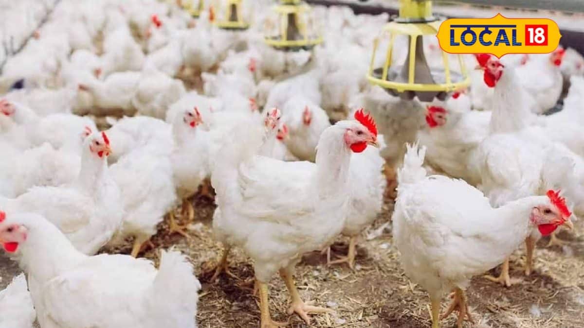Raiganj Chicken Price Hike: ভোটের মরশুমে মাংসের আগুন দাম! ব্রয়লার ...