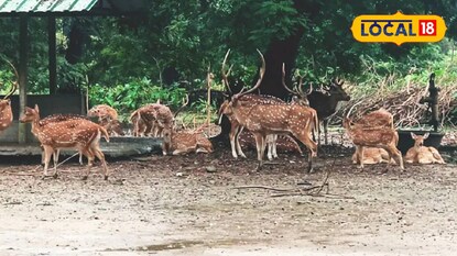 হরিণদের খাদ্য সংকট মেটাতে বড় পদক্ষেপ হরিণদের খাদ্য সংকট মেটাতে বড় পদক্ষেপ