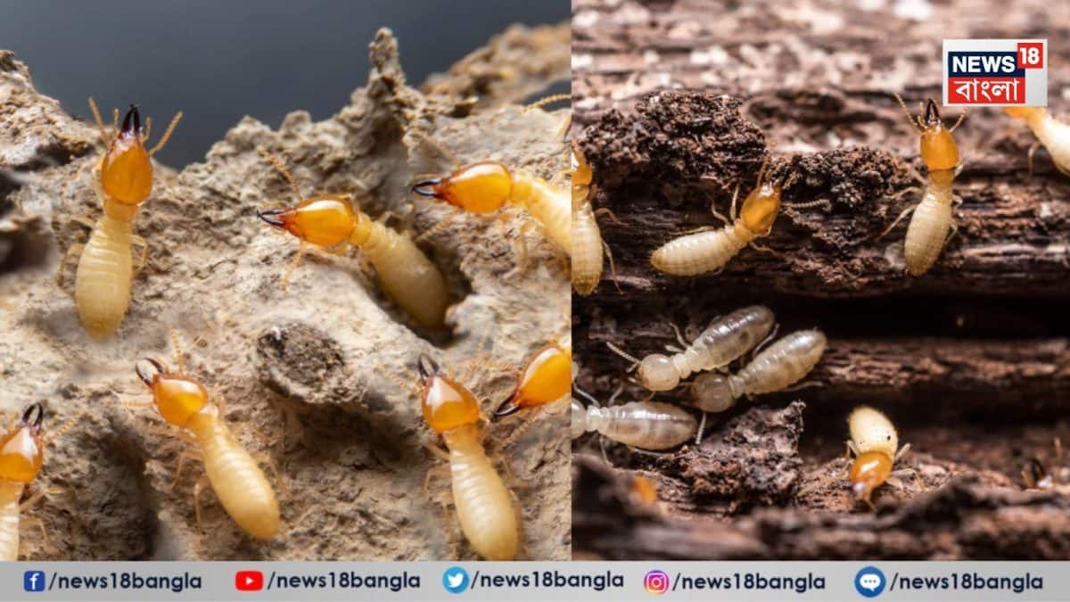 How to Clean Termites: বাড়ির সাধের আসবাব খেয়ে ফেলার আগেই উইয়ের বাসা ধ্বংস করুন, ২টি ঘরোয়া টোটকায়