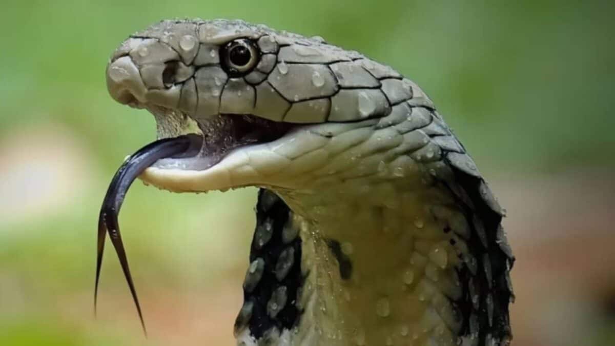 Indoor Plants to Prevent Snakes: এই ৪ ইন্ডোর প্ল্যান্টের যে কোনও ১ টা বাড়িতে আনুন বর্ষার আগেই! হুড়মুড়িয়ে পালাবে সাপের দল! বাঁচুন বিষদাঁতের ছোবল থেকে Indoor Plants to Prevent Snakes: এই ৪ ইন্ডোর প্ল্যান্টের যে কোনও ১ টা বাড়িতে আনুন বর্ষার আগেই! হুড়মুড়িয়ে পালাবে সাপের দল! বাঁচুন বিষদাঁতের ছোবল থেকে