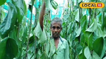 গোড়া কেটে দেওয়ার ফলে শুকিয়ে গিয়েছে পানের বরজ গোড়া কেটে দেওয়ার ফলে শুকিয়ে গিয়েছে পানের বরজ