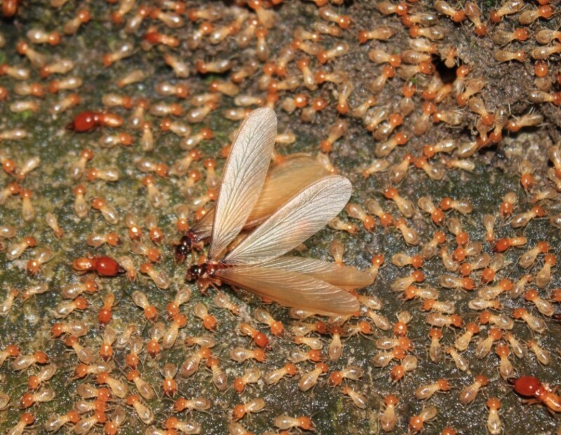 How to Clean Termites: বাড়ির সাধের আসবাব খেয়ে ফেলার আগেই উইয়ের বাসা ...