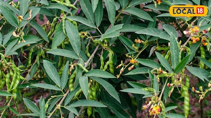 অড়হর ডাল চাষ করে মোটা লাভ কৃষকের অড়হর ডাল চাষ করে মোটা লাভ কৃষকের