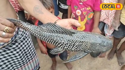 বিরল প্রজাতির মাছ উদ্ধার অন্ডালে