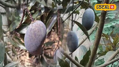 কাঁকসার বাগানে কালো আমের ফলন কাঁকসার বাগানে কালো আমের ফলন