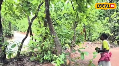 থালা-বাটি তৈরির জন্য শালপাতা সংগ্রহ থালা-বাটি তৈরির জন্য শালপাতা সংগ্রহ