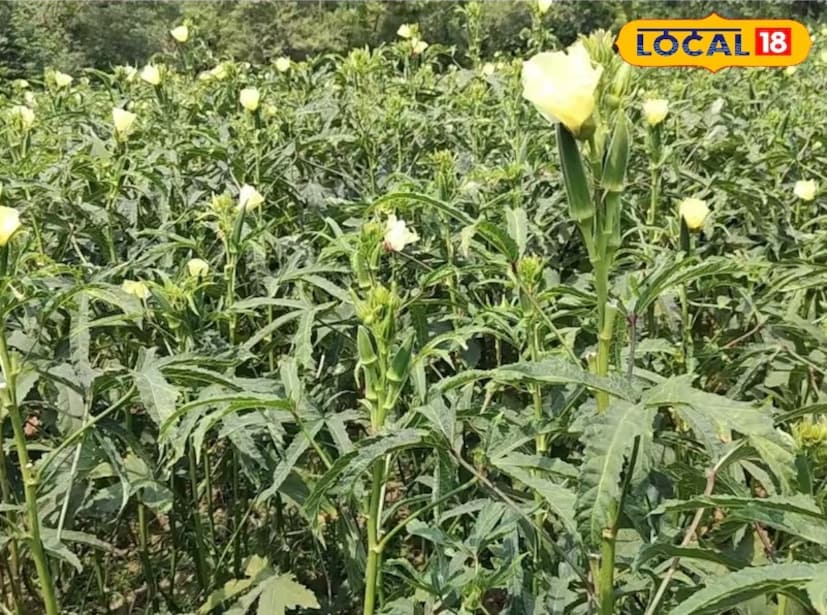 চাষের পদ্ধতি: বীজ বোনার আগে প্রথমে ২৪ ঘন্টা ভিজানো উচিত। গভীরভাবে চাষ করতে হলে মাটিকে চাষের জমি তৈরি করতে হবে, যা চাষ ও মই দিয়ে ঝুরঝুরে করে তৈরি হয়। সারির দুরত্ব হবে ৩০ ইঞ্চি। বীজ সারিতে ১৮ ইঞ্চি দূরে দূরে ২-৩ টি বীজ বোনতে হবে, যা জাত অনুযায়ী পরিবর্তন করতে হবে। চারা থেকে চারা এবং সারি থেকে সারির দুরত্ব কমানো বা বাড়ানো যেতে পারে, যেমন, শীতকালে গাছ ছোট হয়ে যেতে পারে। গজানোর পর প্রতি গর্তে একটি করে সুস্থ সবল চারা রেখে বাকী চারা গর্ত থেকে উঠিয়ে ফেলতে হবে। চাষের পদ্ধতি: বীজ বোনার আগে প্রথমে ২৪ ঘন্টা ভিজানো উচিত। গভীরভাবে চাষ করতে হলে মাটিকে চাষের জমি তৈরি করতে হবে, যা চাষ ও মই দিয়ে ঝুরঝুরে করে তৈরি হয়। সারির দুরত্ব হবে ৩০ ইঞ্চি। বীজ সারিতে ১৮ ইঞ্চি দূরে দূরে ২-৩ টি বীজ বোনতে হবে, যা জাত অনুযায়ী পরিবর্তন করতে হবে। চারা থেকে চারা এবং সারি থেকে সারির দুরত্ব কমানো বা বাড়ানো যেতে পারে, যেমন, শীতকালে গাছ ছোট হয়ে যেতে পারে। গজানোর পর প্রতি গর্তে একটি করে সুস্থ সবল চারা রেখে বাকী চারা গর্ত থেকে উঠিয়ে ফেলতে হবে।