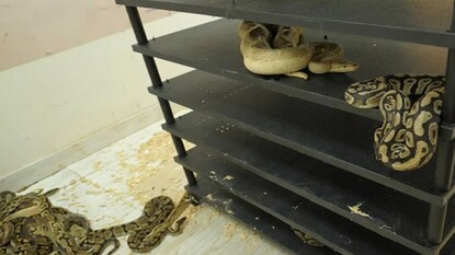 ফ্ল্যাটের ভিতর থেকে ভেসে আসত ‘হিস-হিস’ শব্দ! দরজা খুলতেই পুলিশের চোখ কপালে (Photo: X)