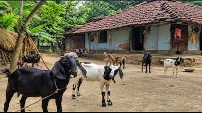 ছাগলকে বাঁচাতে গিয়ে প্রাণ গেল কিশোরের৷ (এআই ছবি) 