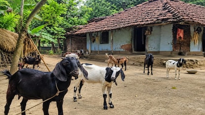 কালনায় অভিনব ও নৃশংস চুরি (এআই ছবি) কালনায় অভিনব ও নৃশংস চুরি (এআই ছবি)