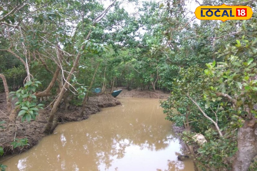 *ওই নির্দেশিকায় জানানো হয়েছে, এই ছ'দিন সুন্দরবনে কোনও বোট বুকিং, হোটেল বুকিং, ট্যুরিস্ট স্পটগুলিতে টিকিট ইস্যু করা হবে না। সমস্ত বোট মালিক, ট্যুরিস্ট অপারেটর, হোটেল বা লজ মালিকদের এই নির্দেশিকা মেনে চলার নির্দেশ দেওয়া হয়েছে। ইকো-ট্যুরিজম স্পটগুলির জন্য কোনও পাস ইস্যু করা হবে না।