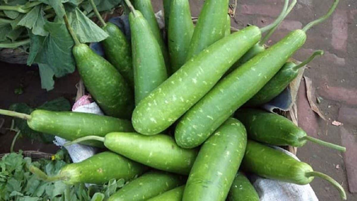 লাউ ডিহাইড্রেশন রোধ করে, হজমশক্তি বাড়ায়, ওজন কমায়… কিন্তু লো-প্রেশার ও কিডনির সমস্যায় কি লাউ খাওয়া যায়?