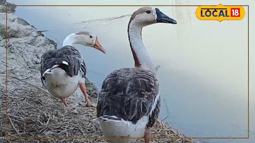 শশি রঞ্জন শুধু ডিমই নয়, হাঁসের ছানাও তৈরি করেন। বাজারে ছানারও ভাল চাহিদা আছে। হাঁসের তিন-চারটে জাত আছে। সাধারণ জাতের একটা জোড়া ৪,০০০ থেকে ৫,০০০ টাকায় বিক্রি হয়। শশি রঞ্জনের কাছে রাজহাঁস আছে, যেটা আরও দামি। তিনি বলেন, “এই হাঁস তিনি একটি ফার্ম হাউস থেকে এনেছেন। এই হাঁস সারা বছরে ৬টা ডিম দেয় আর এর আয়ু ১০ থেকে ১২ বছর হয়।”