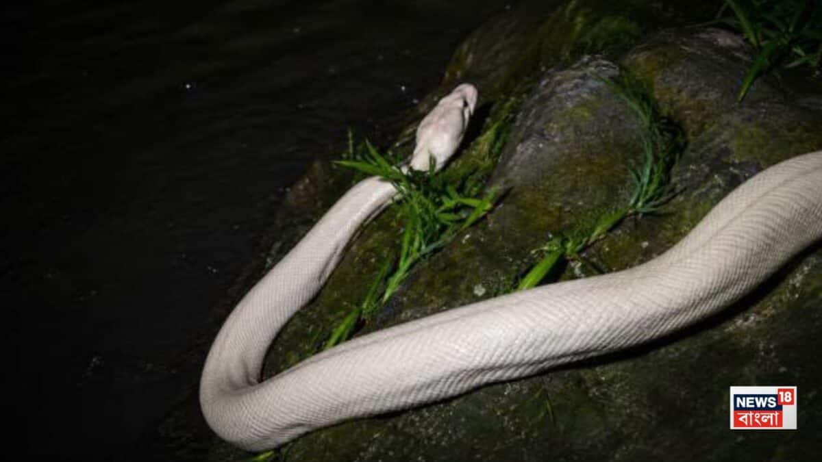 Albino Python: তিস্তার চরে দেখা মিলল বিশালাকার অ্যালবিনো পাইথন? বিরল সাদা অজগর নিয়ে এলাকায় চাঞ্চল্য, চলছে গবেষণা