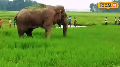 বাঁকুড়ায় হাতির তাণ্ডব (ফাইল ছবি) বাঁকুড়ায় হাতির তাণ্ডব (ফাইল ছবি)