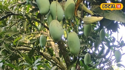 মোহিনী আমের জিআই স্বীকৃতির দাবিতে লড়াই করছেন নার্শারির মালিক মোহিনী আমের জিআই স্বীকৃতির দাবিতে লড়াই করছেন নার্শারির মালিক