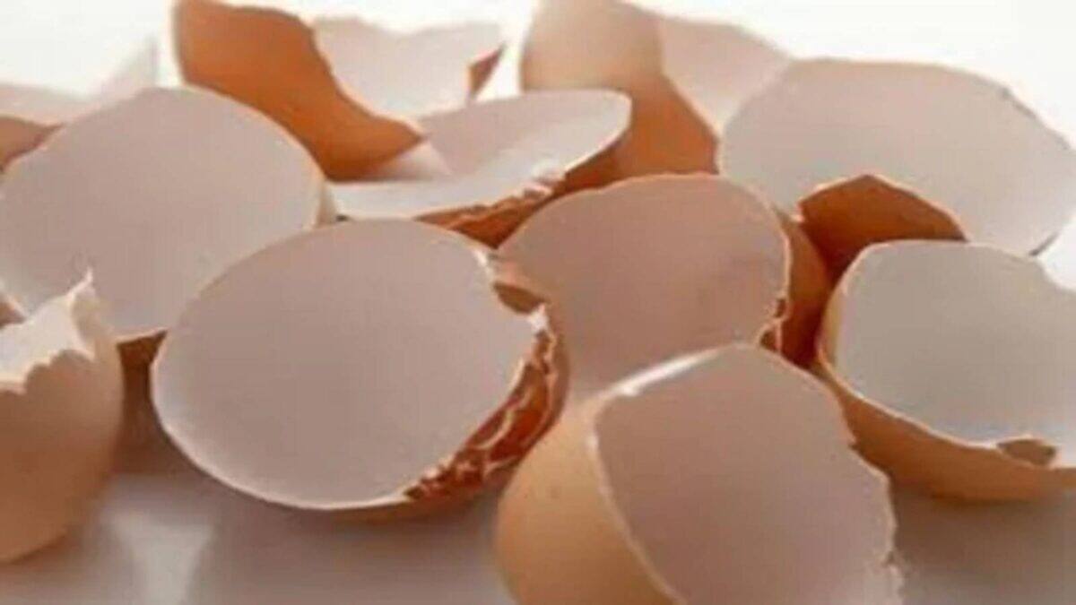 Eggshell Hacks: ডিমের খোসার ম্যাজিক ট্রিক্সে বাগানের গাছে নামবে ফুলের জোয়ার…রান্নাঘরের তেলচিটে পোড়াকালি কড়াই নিমেষে হবে রুপোর মতো চকচকে…জানুন জাদু-টোটকা Eggshell Hacks: ডিমের খোসার ম্যাজিক ট্রিক্সে বাগানের গাছে নামবে ফুলের জোয়ার…রান্নাঘরের তেলচিটে পোড়াকালি কড়াই নিমেষে হবে রুপোর মতো চকচকে…জানুন জাদু-টোটকা