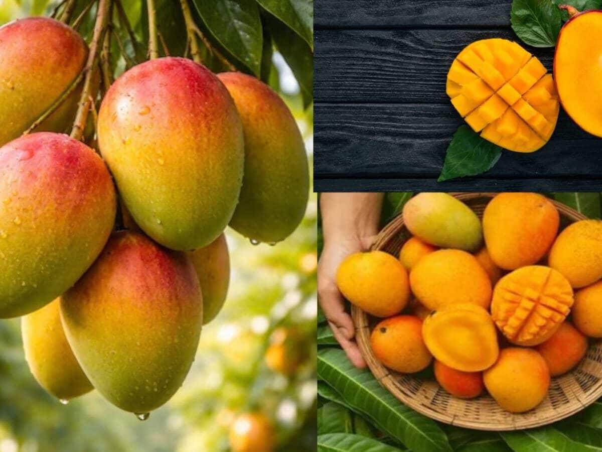 GK: World's Sweetest Mango: হিমসাগর, ল্যাংড়া, চৌসা নয়...পৃথিবীর সবথেকে মিষ্টি আম 'এটা'...চিনি-গুড়কে ১০ গোল, মুখে দিলেই গলে যায় লজেন্সের মতো | লেটেস্ট ...