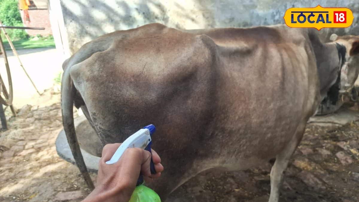 Animal Care Tips: বর্ষাকালে গরু-মহিষকে ছেঁকে ধরেছে মশা-মাছি? জলে মিশিয়ে দিন কয়েকফোঁটা… পালাবার পথ খুঁজে পাবে না, দুধও দেবে চারগুণ
