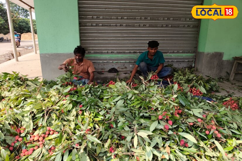  চাষি সইফুল শেখ এই প্রসঙ্গে বলেন, "ওই সময় আবহাওয়া খুব ভাল ছিল। আসলে আবহাওয়ার উপরেই লিচুর ফলন বিরাট অংশে নির্ভর করে। যদি খুব গরম হয়, তাহলে লিচুর চাষ ক্ষতিগ্রস্ত হয়। আবার বেশি বৃষ্টি হলে বা মুকুল আসার পরেই বৃষ্টি হলেও লিচু চাষ ক্ষতিগ্রস্ত হয়। কিন্তু এবার আবহাওয়া কোনও বাধ শাধেনি। উল্টে গুটি আসার পরে সামান্য পরিমাণে বৃষ্টি হয়েছে, যা আসলে লিচু ফলনের জন্য অত্যন্ত উপকারী।" তবে আবহাওয়া ছাড়াও, ফলন বাড়াতে ভিটামিন (গাছের), পোকামাকড় মারার জন্য ওষুধ ইত্যাদি স্প্রেও করা হয় বলে জানান তিনি।