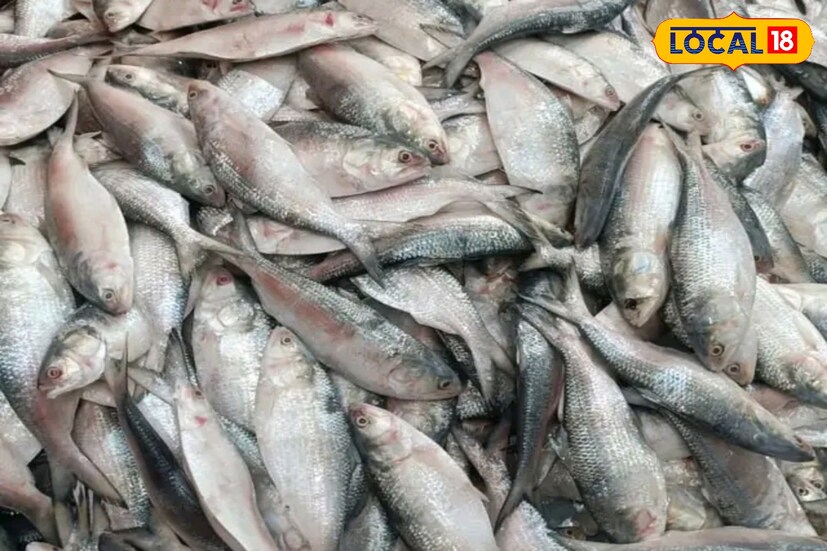 টাটকা, তাজা ইলিশ ছাড়াও জনপ্রিয় জৈব খাদ্য সুন্দরবন অঞ্চল এবং বিভিন্ন গ্রামীণ প্রান্তিক কৃষকদের কাছ থেকে সরাসরি রাসায়নিক ও কীটনাশকমুক্ত তাজা শাকসবজি, ফলমূল, মাছ ও মাংস সংগ্রহ করে গ্রাহকদের কাছে পৌঁছে দেয়। তাহলে আর দেরি কিসের অর্ডার করুন অনলাইনে, আর বাড়ি বসে পেয়ে যান অনলাইনে ইলিশ। (ছবি ও তথ্য: নবাব মল্লিক)