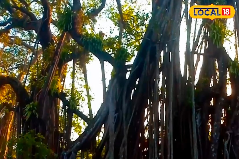 Great Banyan Tree: ঝড়-ঝাপটা সয়েও কয়েকশো বছর একা দাঁড়িয়ে, এখানেই আছে আর এক ‘গ্রেট ব্যানিয়ান ট্রি’! উইকেন্ডে ঘুরে আসুন, রইল ঠিকানা Great Banyan Tree: ঝড়-ঝাপটা সয়েও কয়েকশো বছর একা দাঁড়িয়ে, এখানেই আছে আর এক ‘গ্রেট ব্যানিয়ান ট্রি’! উইকেন্ডে ঘুরে আসুন, রইল ঠিকানা