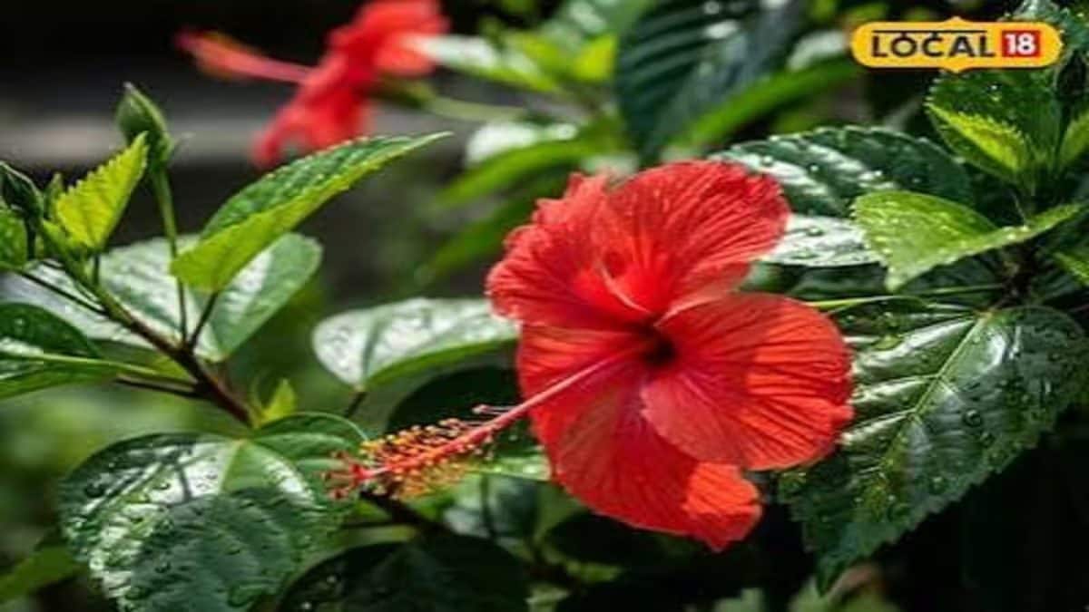 Jaba Gardening Tips: বর্ষায় জবা গাছে ফুলই ধরছে না? টবে ছড়িয়ে দিন এক চিমটি এই জিনিস, কুঁড়িতে ভরে উঠবে গাছ, থোকা থোকা ফুল খিলখিলাবে… Jaba Gardening Tips: বর্ষায় জবা গাছে ফুলই ধরছে না? টবে ছড়িয়ে দিন এক চিমটি এই জিনিস, কুঁড়িতে ভরে উঠবে গাছ, থোকা থোকা ফুল খিলখিলাবে…