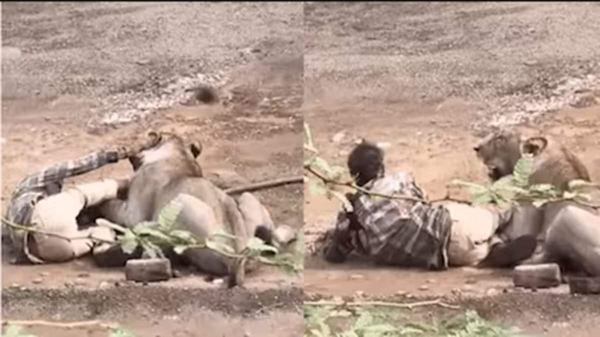 Lion Attacks Man in Gujarat: পা চেপে ধরে আছে সিংহ, ছটফট করছেন যুবক! গুজরাতের গ্রামে ৩০ মিনিট ধরে হাড় হিম করা দৃশ্য