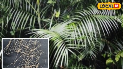 প্লাস্টিকের বিকল্প হিসেবে গুরুবা বেত নিয়ে বিদ্যাসাগর বিশ্ববিদ্যালয় ও বিএসআই-এর বিজ্ঞানীদের যুগান্তকারী আবিষ্কার প্লাস্টিকের বিকল্প হিসেবে গুরুবা বেত নিয়ে বিদ্যাসাগর বিশ্ববিদ্যালয় ও বিএসআই-এর বিজ্ঞানীদের যুগান্তকারী আবিষ্কার