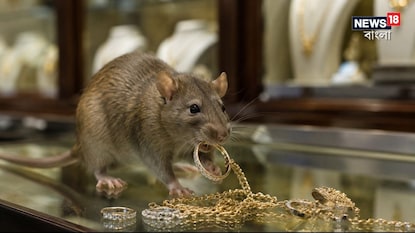 Rat Steals Jewellery: ১০ লক্ষ টাকার হিরের গয়না চুরি করল ইঁদুর! হ্যাঁ, ঠিকই পড়ছেন, CCTV দেখে চোখ কপালে দোকানকর্মীদেরও Rat Steals Jewellery: ১০ লক্ষ টাকার হিরের গয়না চুরি করল ইঁদুর! হ্যাঁ, ঠিকই পড়ছেন, CCTV দেখে চোখ কপালে দোকানকর্মীদেরও