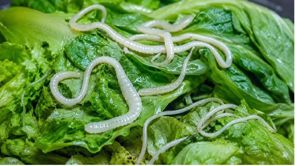 Tapeworms in Shaak: শুধু বাঁধাকপি নয়, বর্ষায় এই ৪ শাকেও কিলবিল করে ‘মগজখেকো’ ফিতাকৃমি, বেয়ে বেয়ে উঠে যায় ঘিলুতে, ভয়ানক রোগ এড়াতে কী ভাবে খাবেন শাক-পাতা? জানুন Tapeworms in Shaak: শুধু বাঁধাকপি নয়, বর্ষায় এই ৪ শাকেও কিলবিল করে ‘মগজখেকো’ ফিতাকৃমি, বেয়ে বেয়ে উঠে যায় ঘিলুতে, ভয়ানক রোগ এড়াতে কী ভাবে খাবেন শাক-পাতা? জানুন