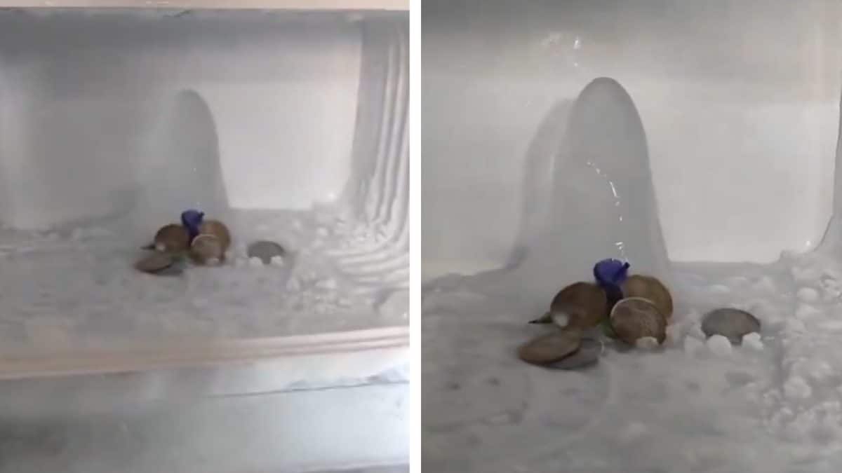 Agra Fridge Shivling News: ফ্রিজ খুলতেই চোখ চড়কগাছ! ভেতরে হুবহু বরফের ‘শিবলিঙ্গ’, অলৌকিক নাকি এর পেছনে রয়েছে অন্য কোনও বড় রহস্য?