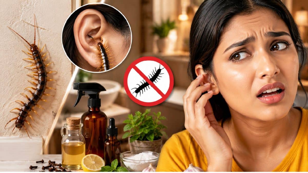 বর্ষায় বাড়িতে বিছে,কেন্নো? কানেও ঢুকে পড়ে ‘শতপদী’রা! কাজে লাগান ৪ ঘরোয়া টোটকা, ‘হিলহিলে’ প্রাণীরা পালাবে চিরতরে