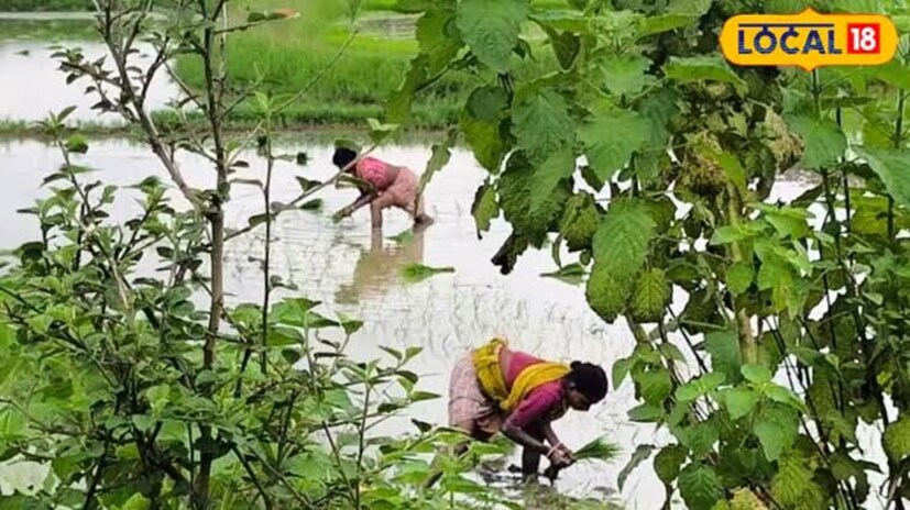 কোথায় ও কীভাবে ভেরিফিকেশন করবেন।ব্লক কৃষি আধিকারিকের কার্যালয় (BSK / ADA Office) ব্লক অ্যাসিস্ট্যান্ট ডিরেক্টর অফ এগ্রিকালচার অফিসে গিয়ে তথ্য যাচাই করা যায়। এছাড়াও গ্রামীণ হাওড়ায় মানুষের সুবিধার্থে পঞ্চায়েত গুলিতেও এই শুরু হয়েছে। এর জন্য ২০১৯ এবং বর্তমান পর্যা, ভোটার , আধার, এস আই আর স্ট্যাটাস, ব্যাংক পাস বুক এর মত কিছু সাধারণ তথ্য বা নথি। ( AI ছবি, তথ্য রাকেশ মাইতি) কোথায় ও কীভাবে ভেরিফিকেশন করবেন।ব্লক কৃষি আধিকারিকের কার্যালয় (BSK / ADA Office) ব্লক অ্যাসিস্ট্যান্ট ডিরেক্টর অফ এগ্রিকালচার অফিসে গিয়ে তথ্য যাচাই করা যায়। এছাড়াও গ্রামীণ হাওড়ায় মানুষের সুবিধার্থে পঞ্চায়েত গুলিতেও এই শুরু হয়েছে। এর জন্য ২০১৯ এবং বর্তমান পর্যা, ভোটার , আধার, এস আই আর স্ট্যাটাস, ব্যাংক পাস বুক এর মত কিছু সাধারণ তথ্য বা নথি। ( AI ছবি, তথ্য রাকেশ মাইতি)