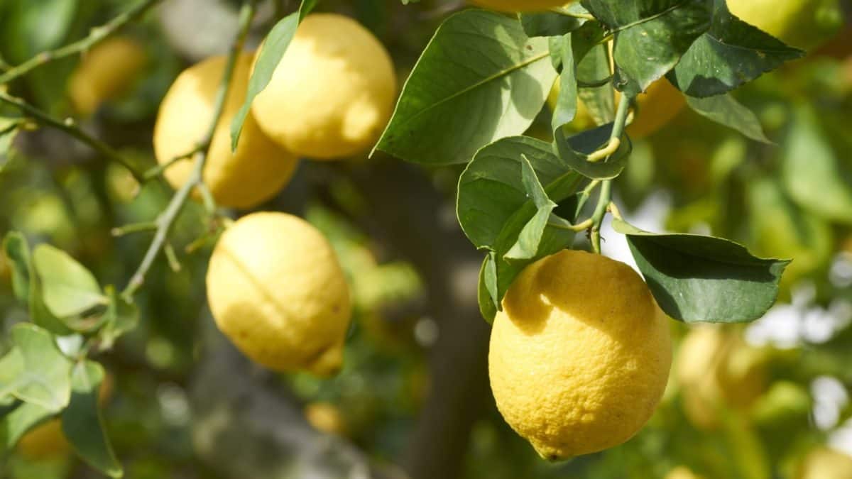 Lemon Gardening Tips: লেবু গাছে ফুল-ফল একেবারেই আসছে না? শিকড়ে দিন এই গুঁড়ো, কিছুদিনেই ডাল ভরে যাবে লেবুতে