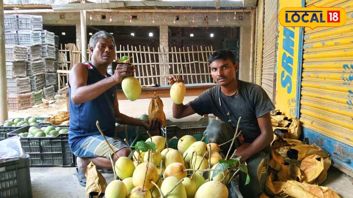Malda Mango: ফ্রুট ব্যাগিংয়ের ম্যাজিক! আম চাষে নজির মালদহের, লাফিয়ে লাফিয়ে চাহিদা বাড়ছে বিশ্বের এইসব দেশে