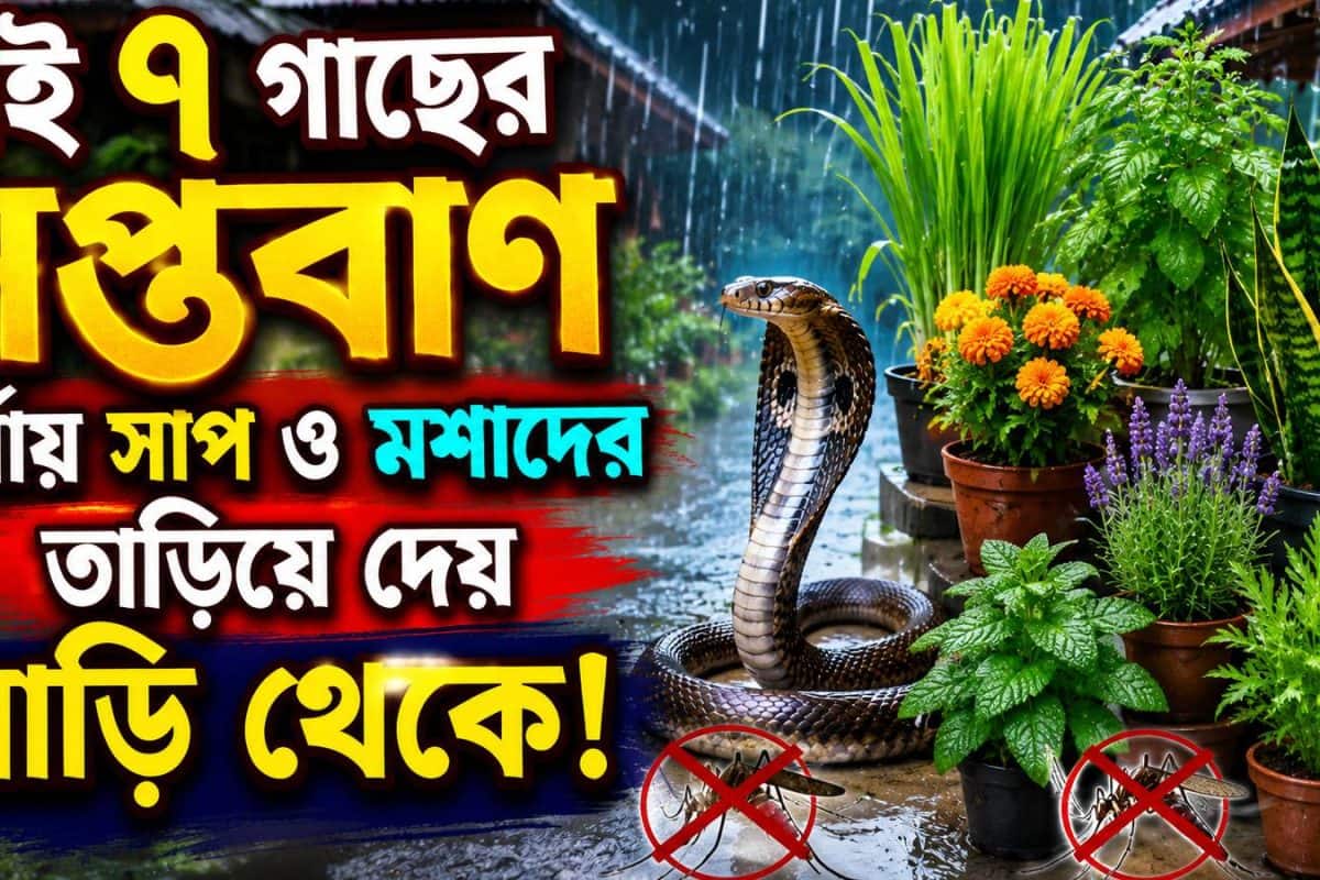 https://images.news18.com/static-bengali/uploads/2026/07/plants-removing-snakes-2026-07-6376d281ec54639b207d69fe247a95ab-1200x800.jpg